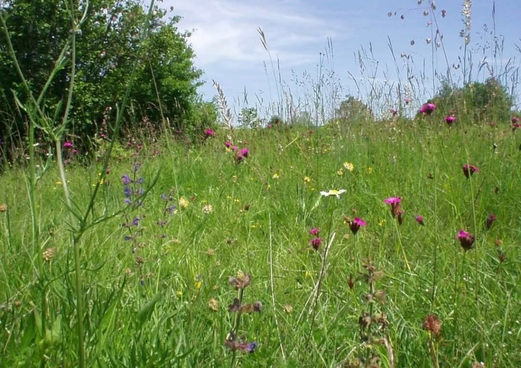 FB_IMG_1763240801131